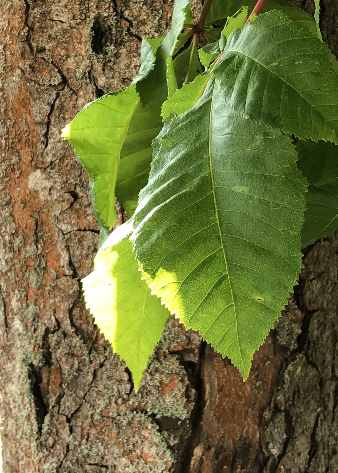 Red horse-chestnut — Photographs 2