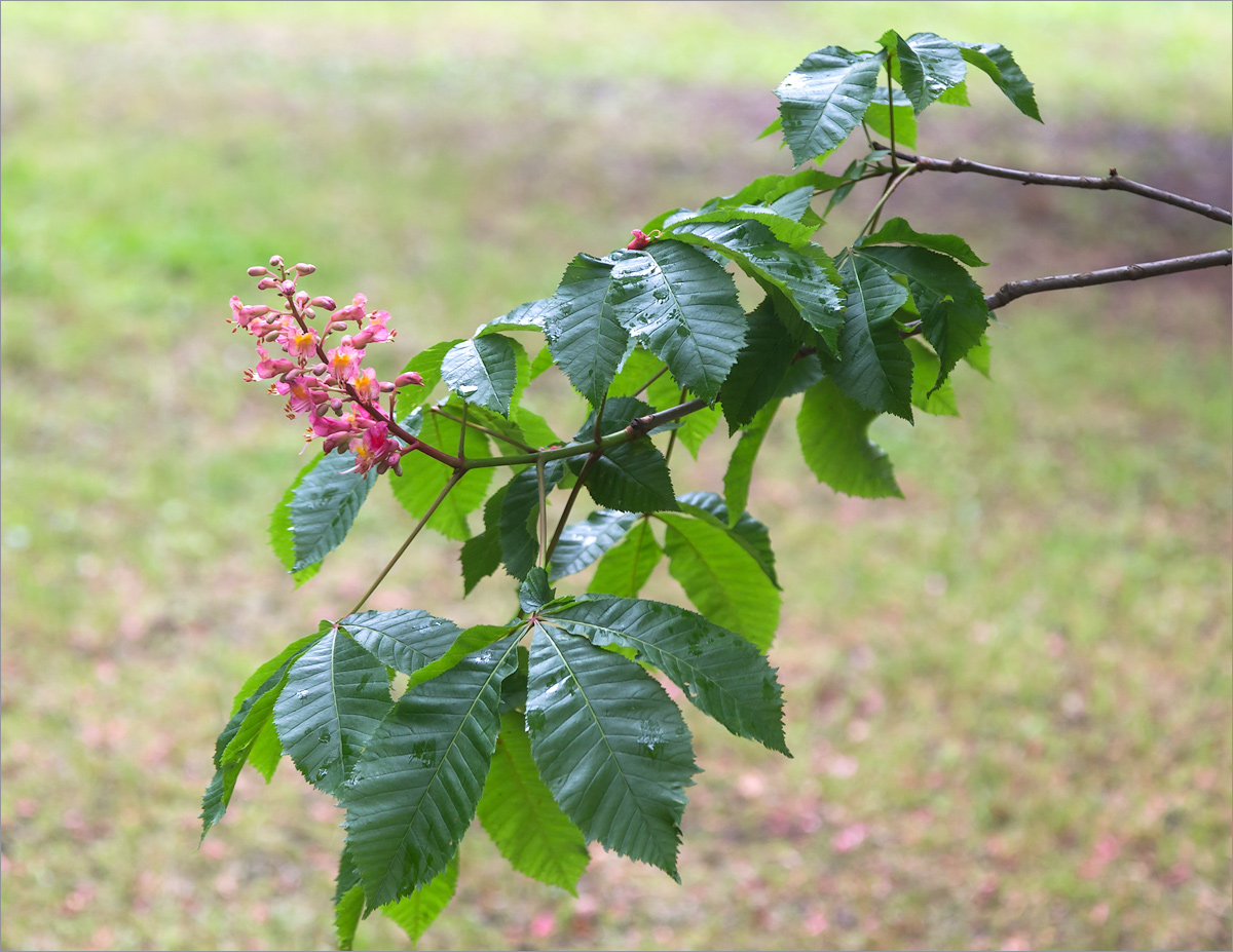 Red horse-chestnut — Photographs 3