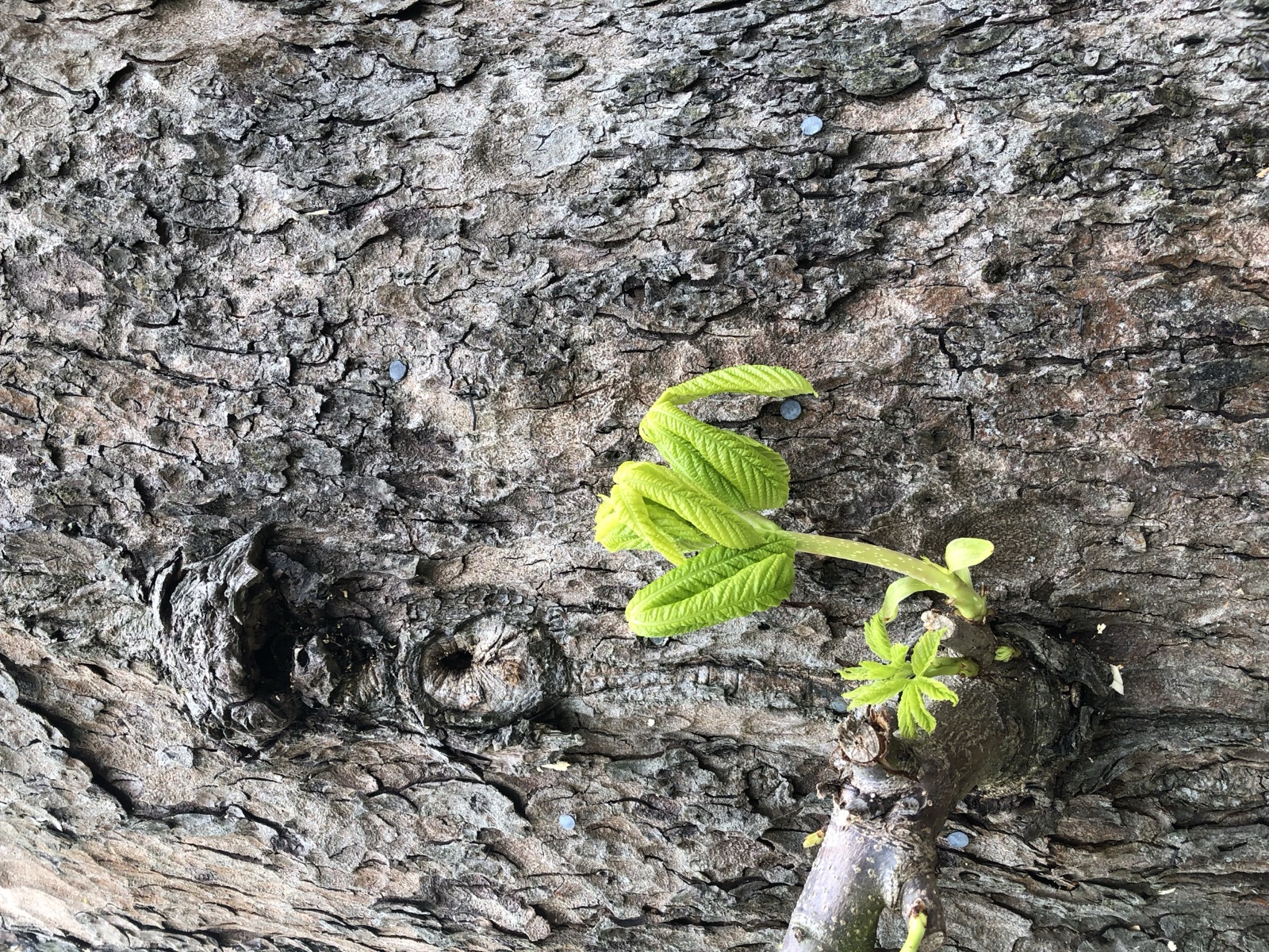 Gewöhnliche Rosskastanie — Fotos 7