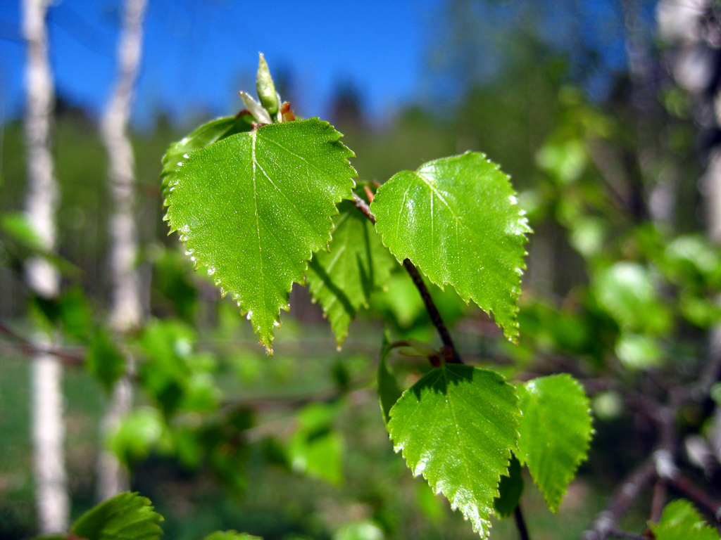 Silver birch — Photographs 1