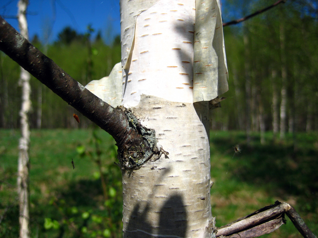 Silver birch — Photographs 3
