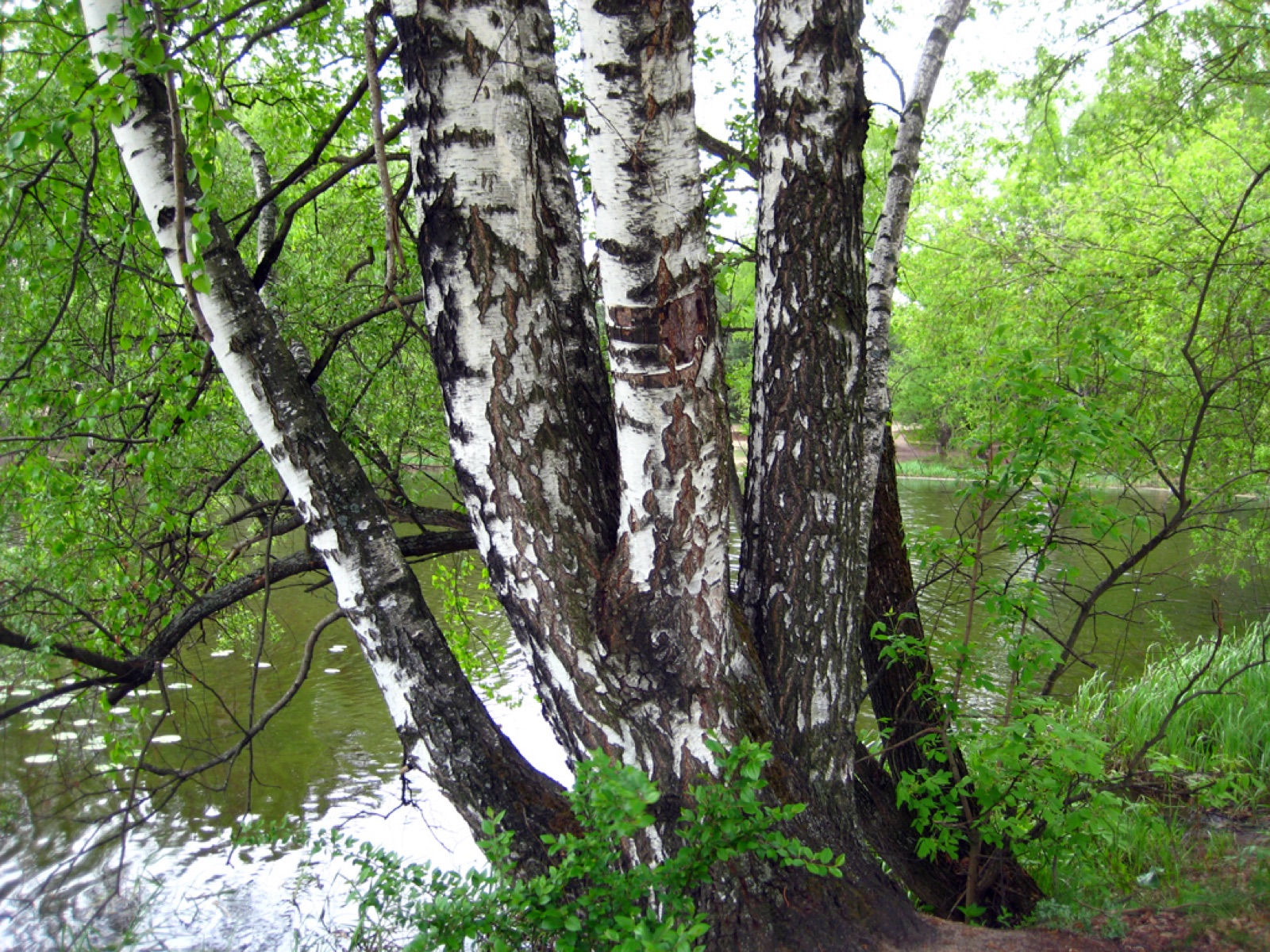 Silver birch — Photographs 2