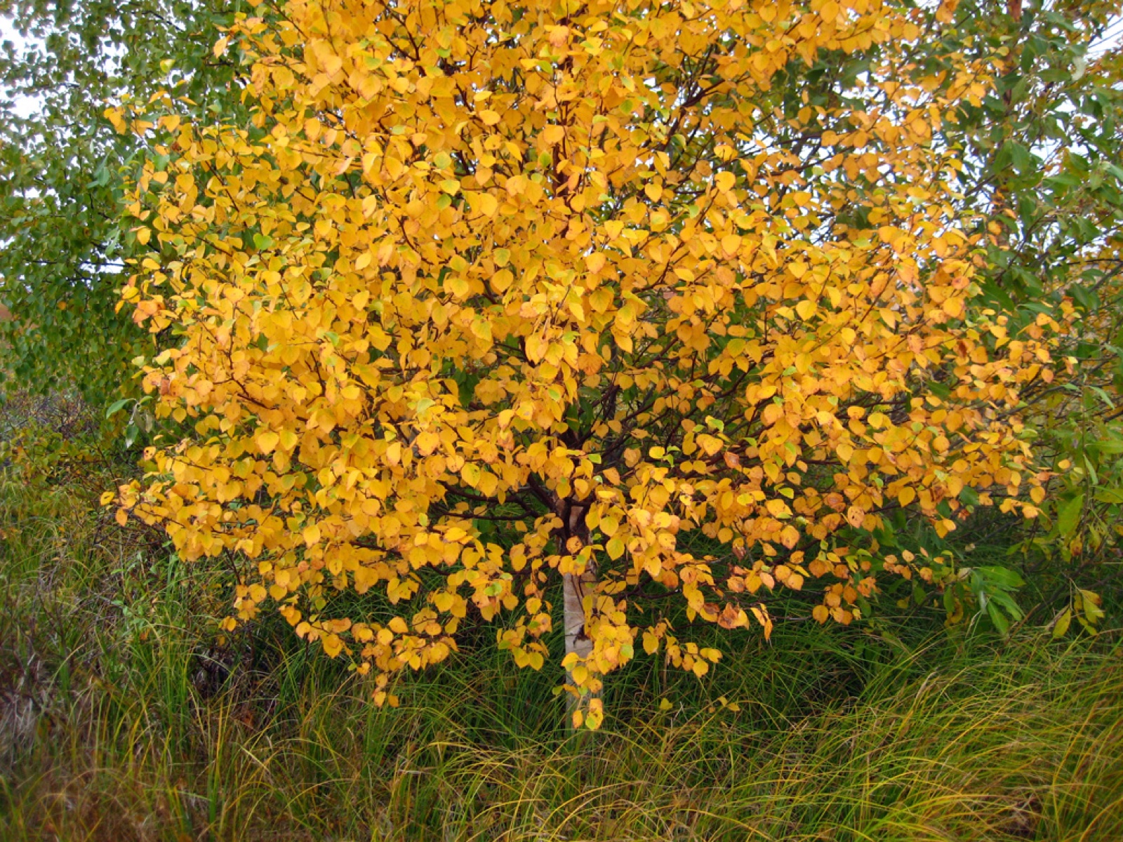 Silver birch — Photographs 4