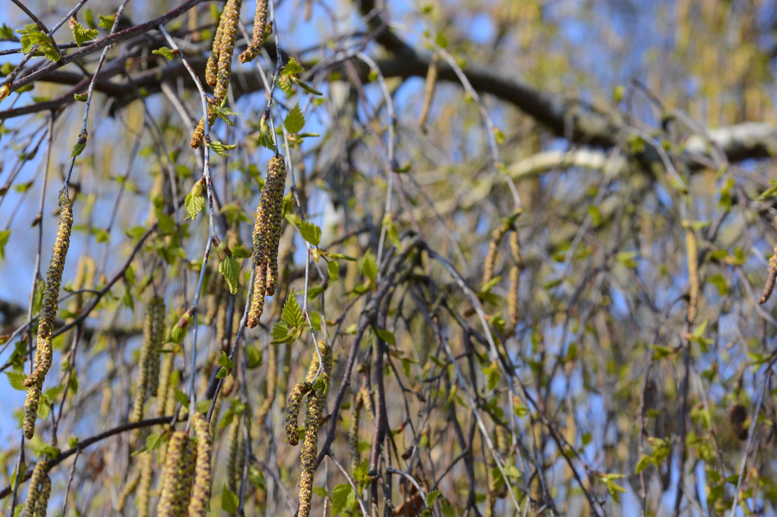 Silver birch — Photographs 5