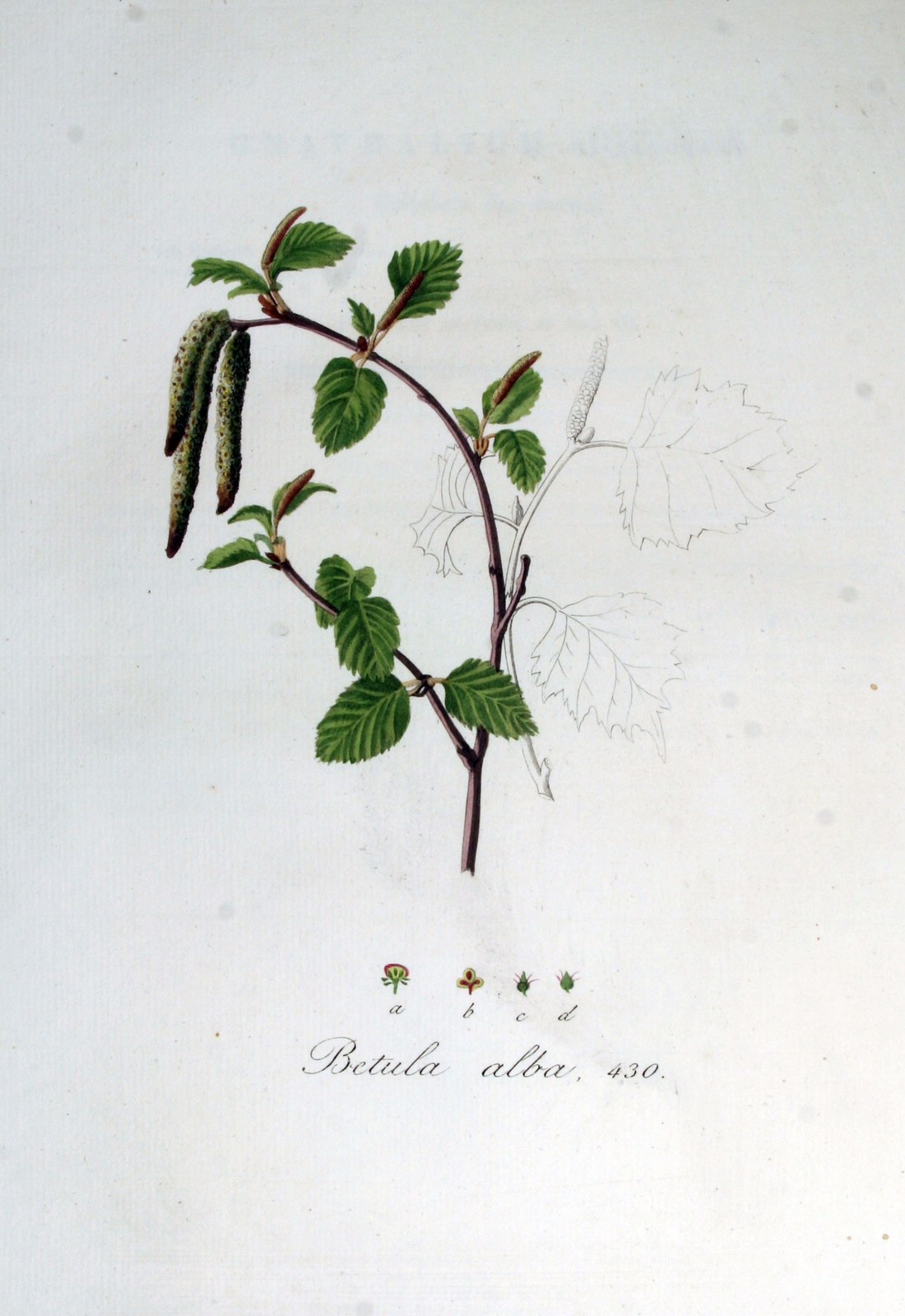 Moor-Birke — Fotos 2