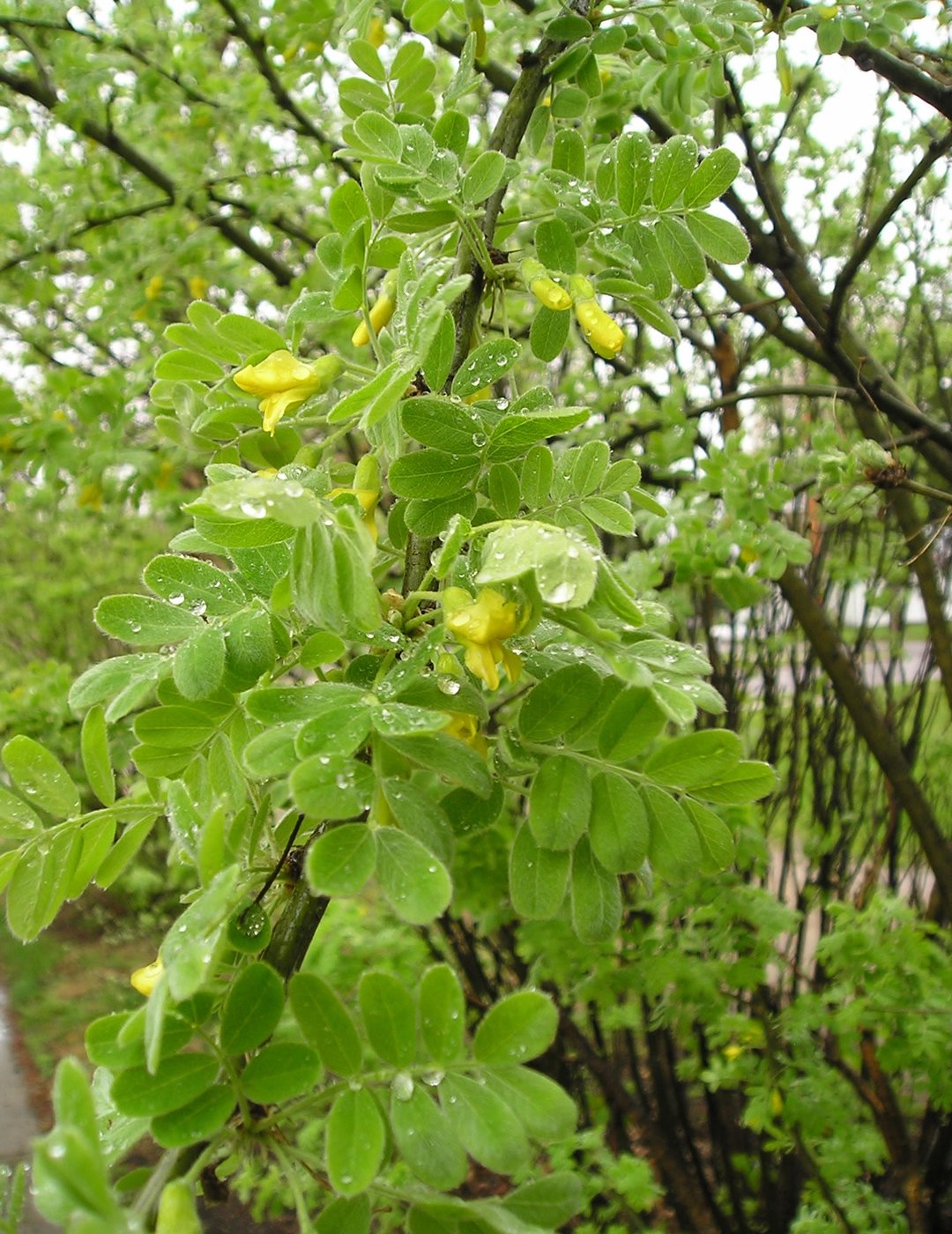 Gemeiner Erbsenstrauch — Fotos 1