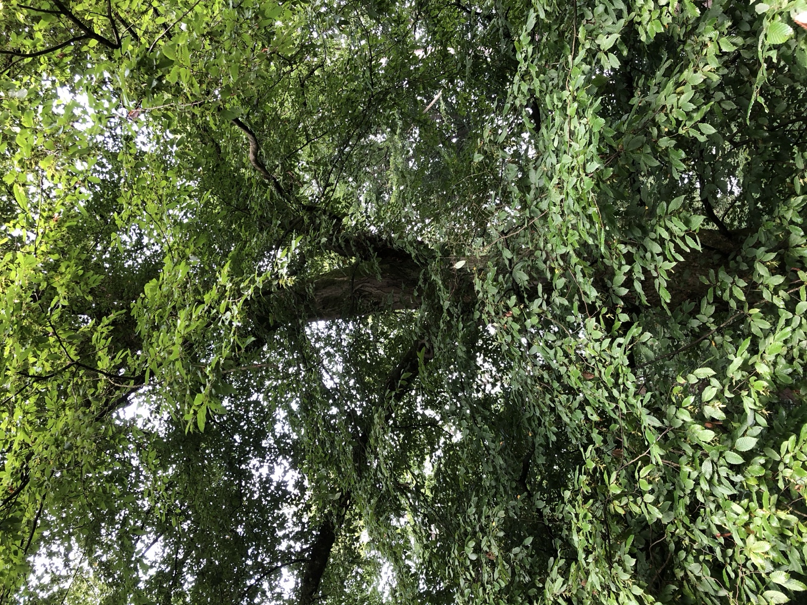 European — Photographs 2