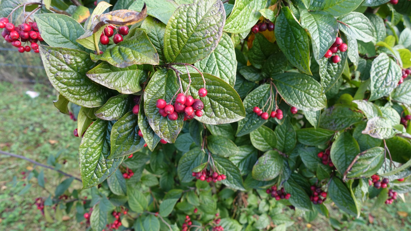 Hollyberry cotoneaster — Photographs 1