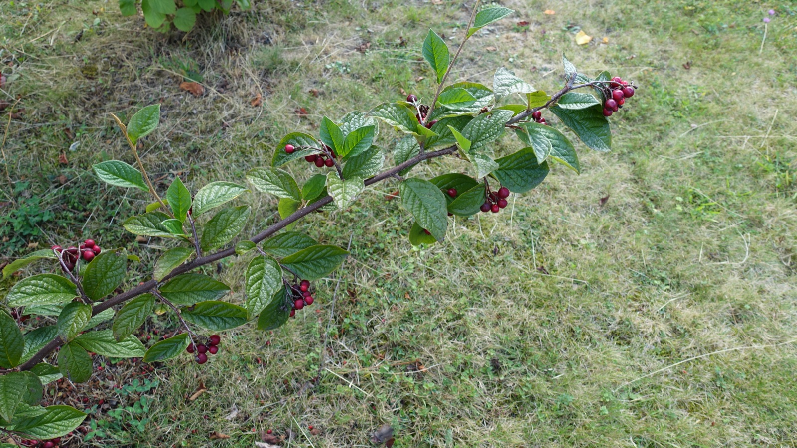 Hollyberry cotoneaster — Photographs 2