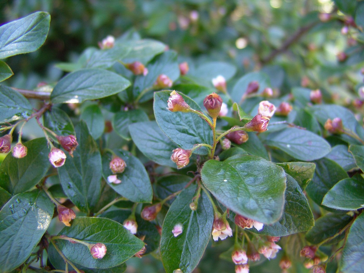 Shiny cotoneaster — Photographs 1