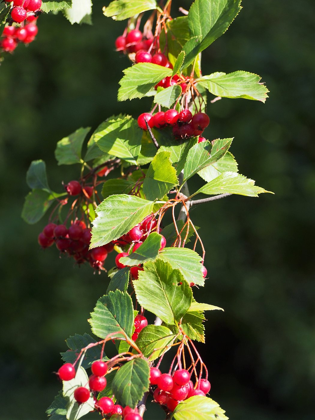 Crataegus sanguinea — Photographs 1