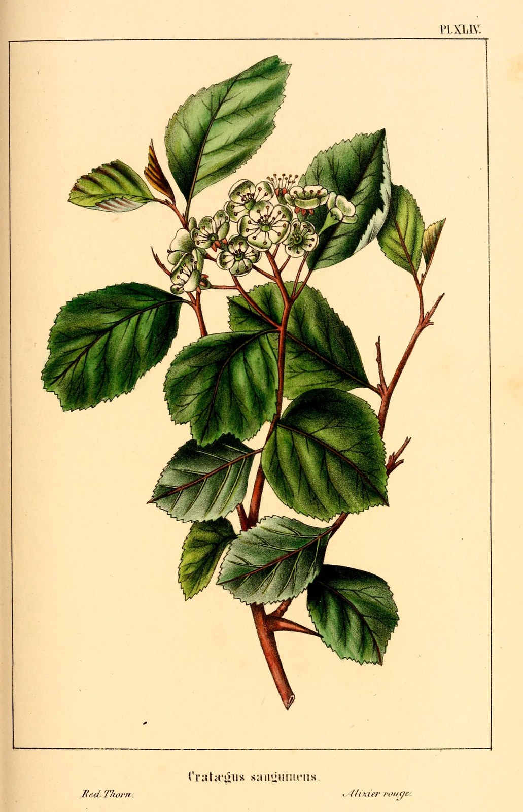 Crataegus sanguinea — Photographs 2