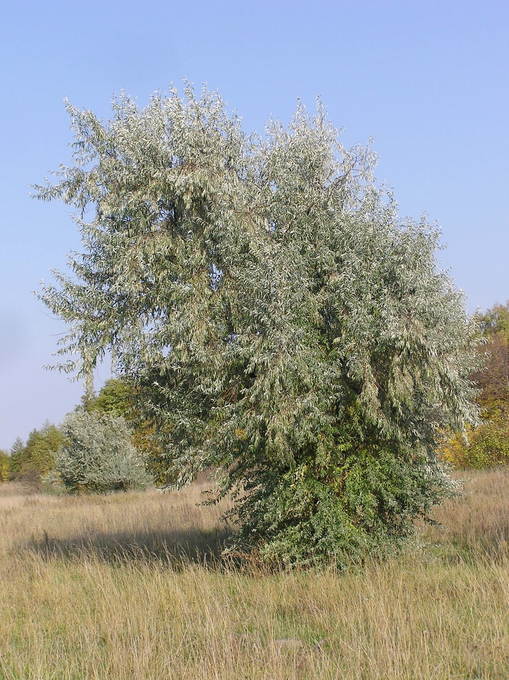 Лох узколистный — Фотографии 1