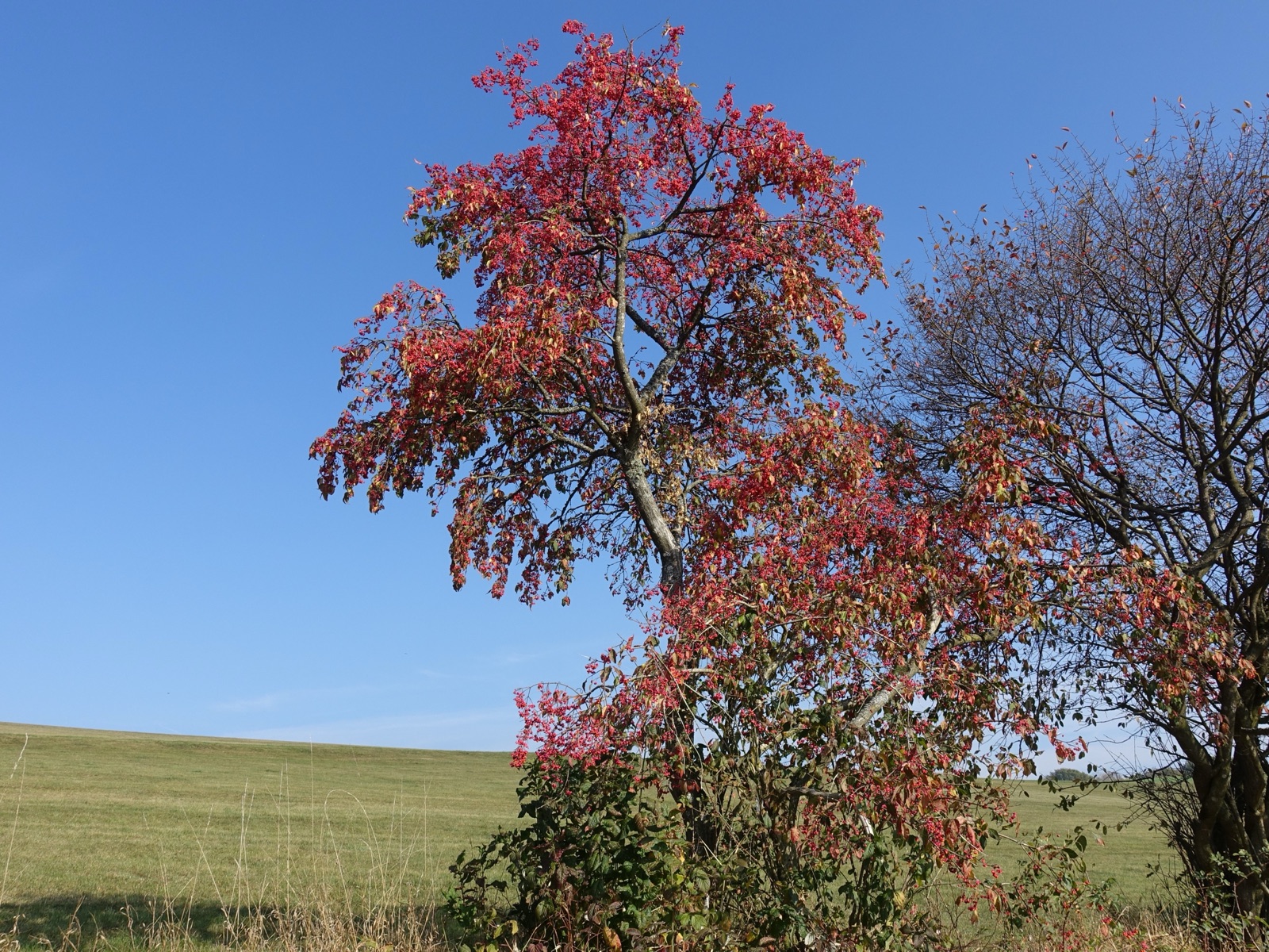 Gewöhnlicher Spindelstrauch — Fotos 2
