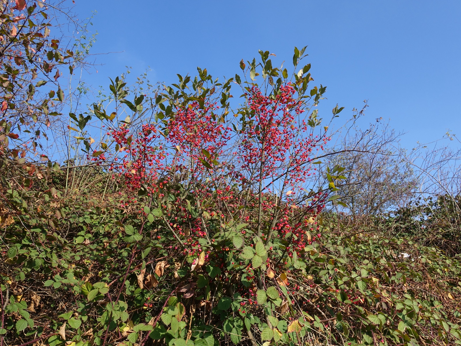 Gewöhnlicher Spindelstrauch — Fotos 6