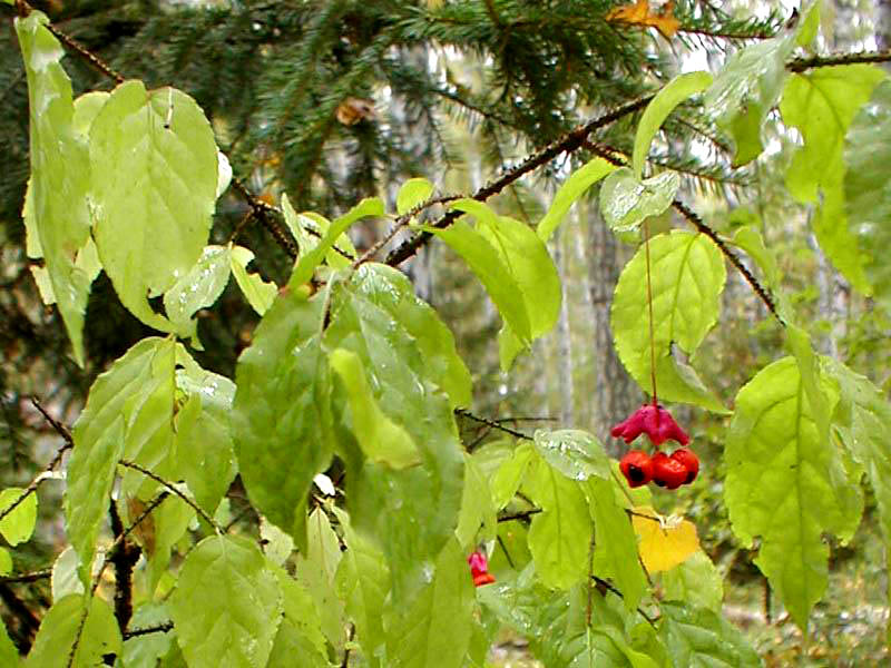 Warzen-Spindelstrauch — Fotos 1