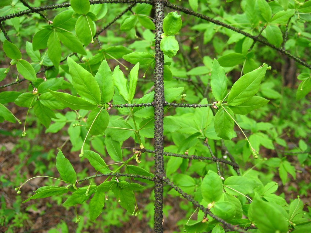 Warzen-Spindelstrauch — Fotos 2