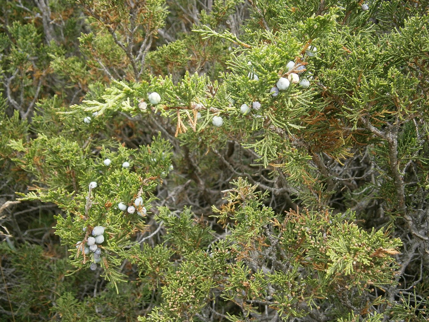 Savin juniper — Photographs 1