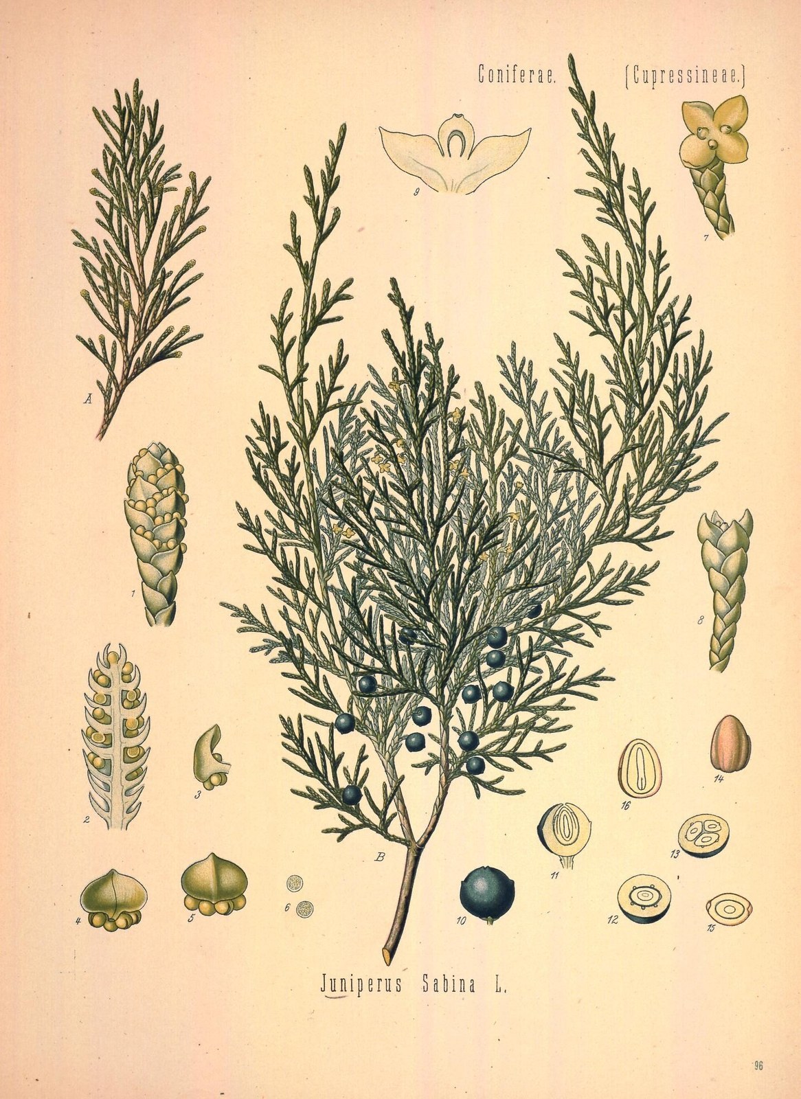 Savin juniper — Photographs 2