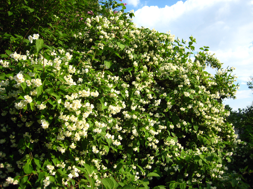 Sweet mock orange — Photographs 1