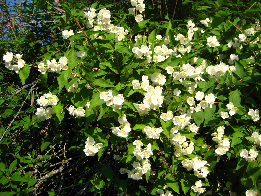 Sweet mock orange — Photographs 2