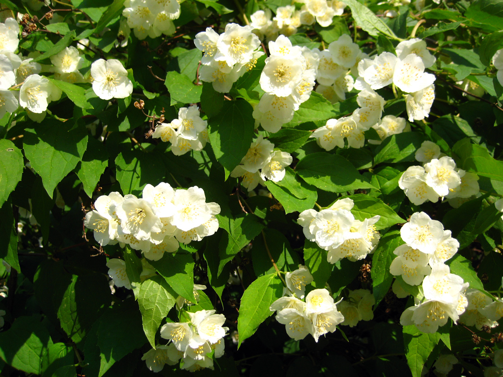 Sweet mock orange — Photographs 4