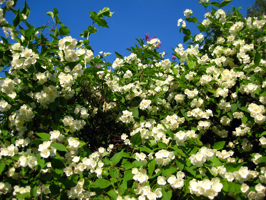 Sweet mock orange — Photographs 5