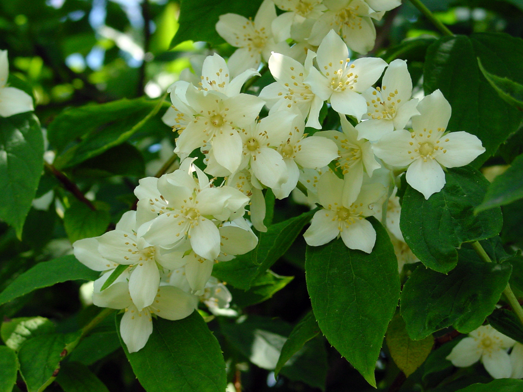 Sweet mock orange — Photographs 6