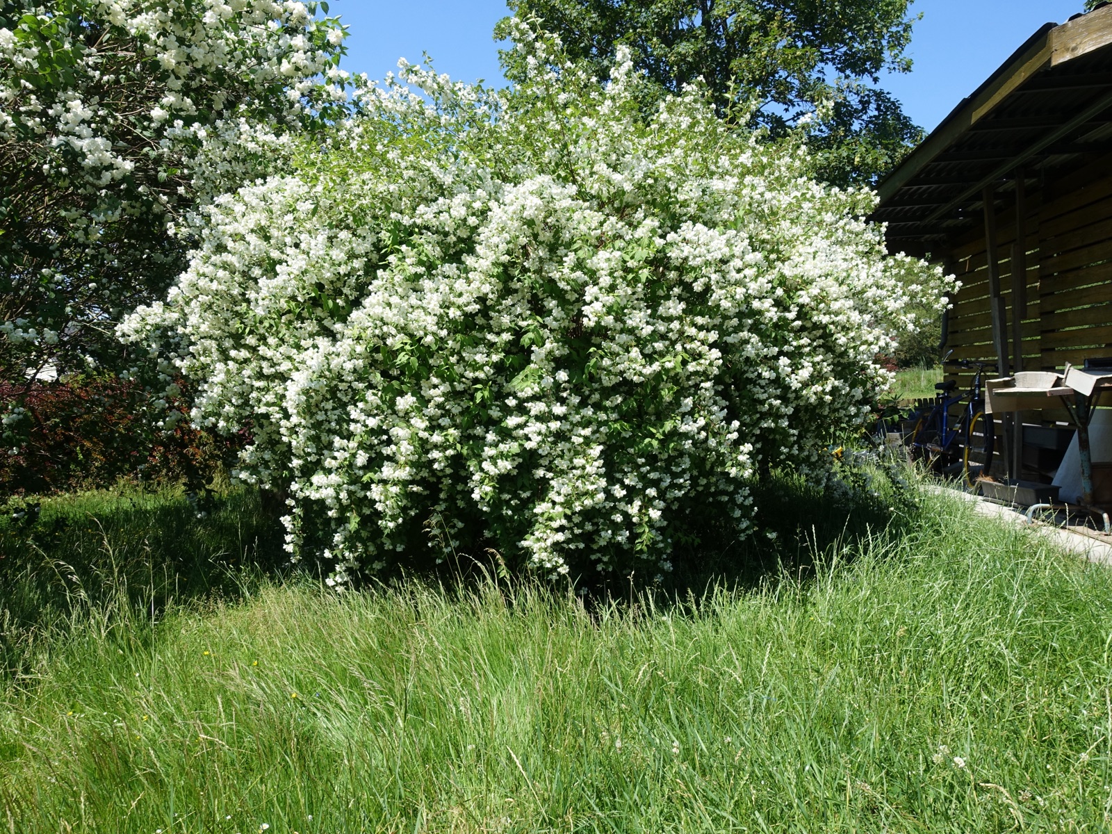 Sweet mock orange — Photographs 7