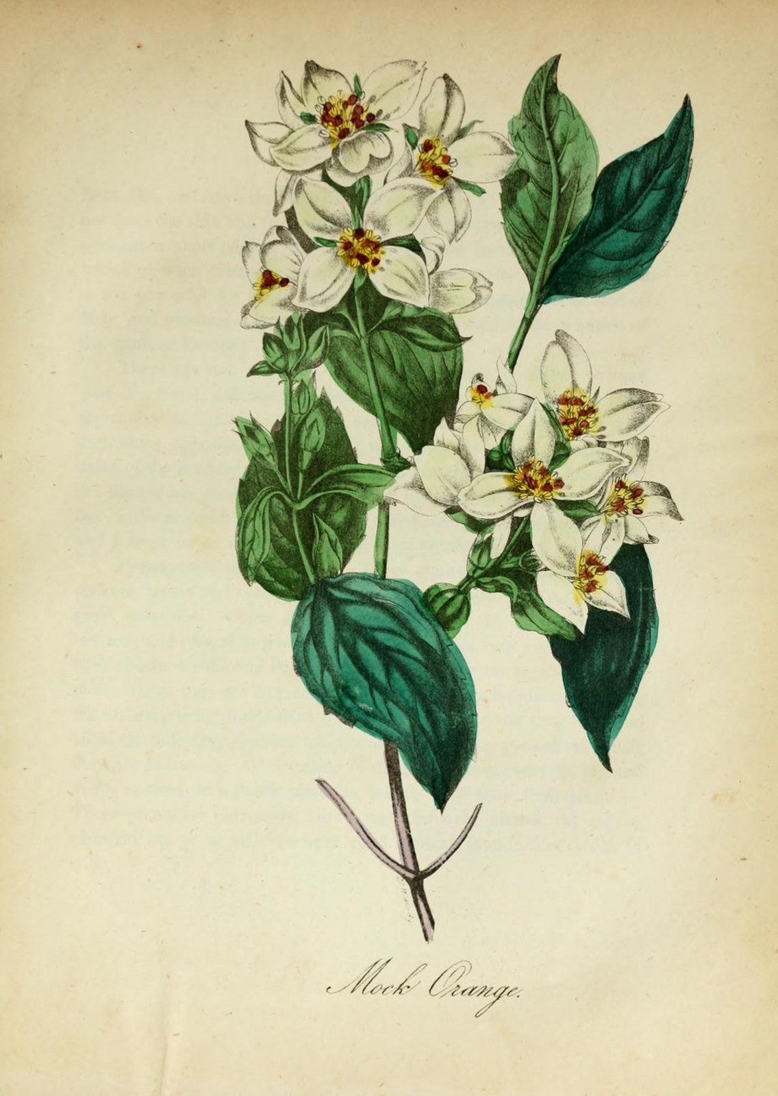 Sweet mock orange — Photographs 8