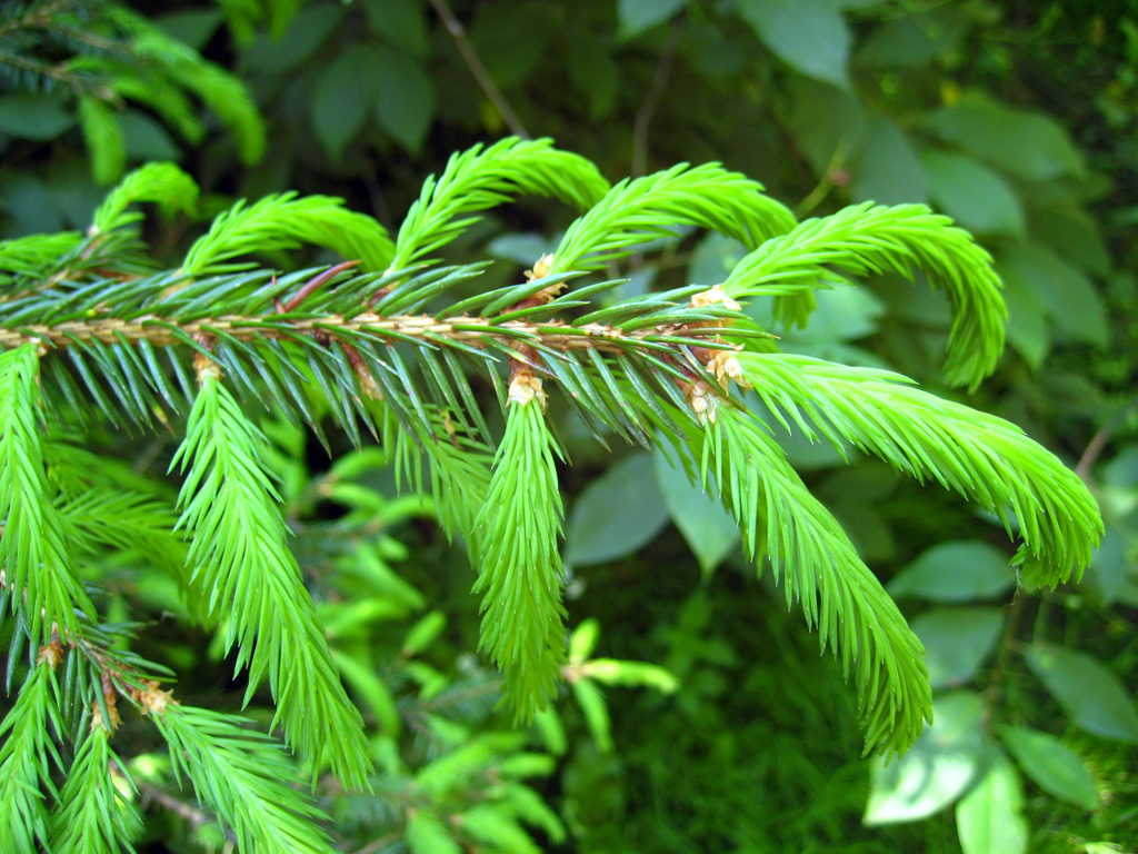Norway spruce — Photographs 1