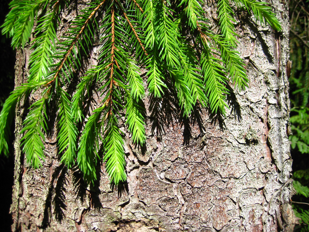 Norway spruce — Photographs 2