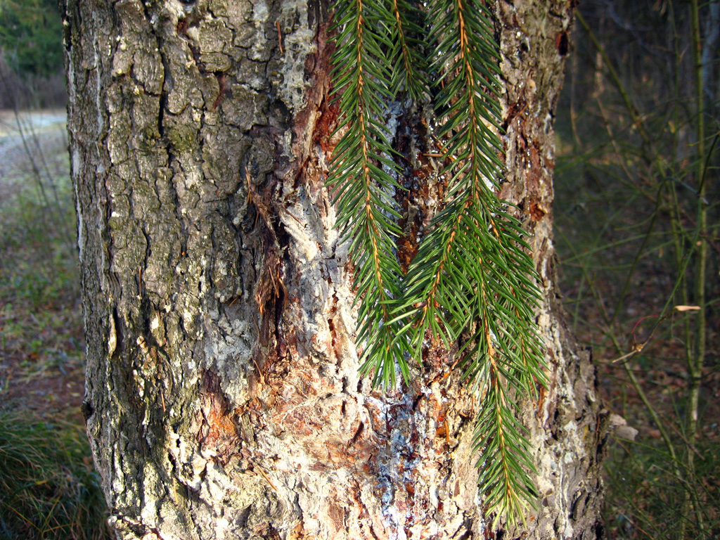 Norway spruce — Photographs 3