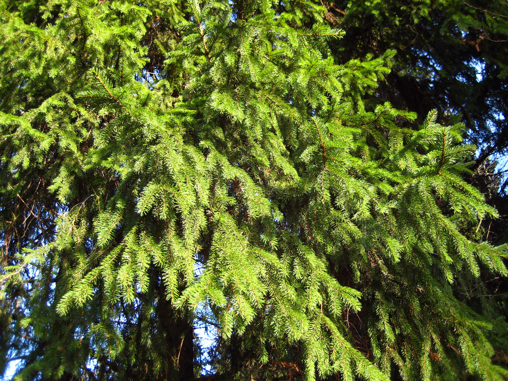 Norway spruce — Photographs 4