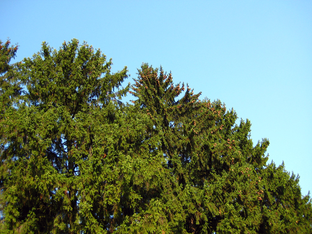 Norway spruce — Photographs 5