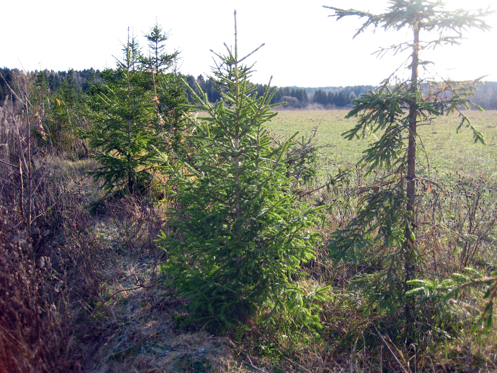 Norway spruce — Photographs 6
