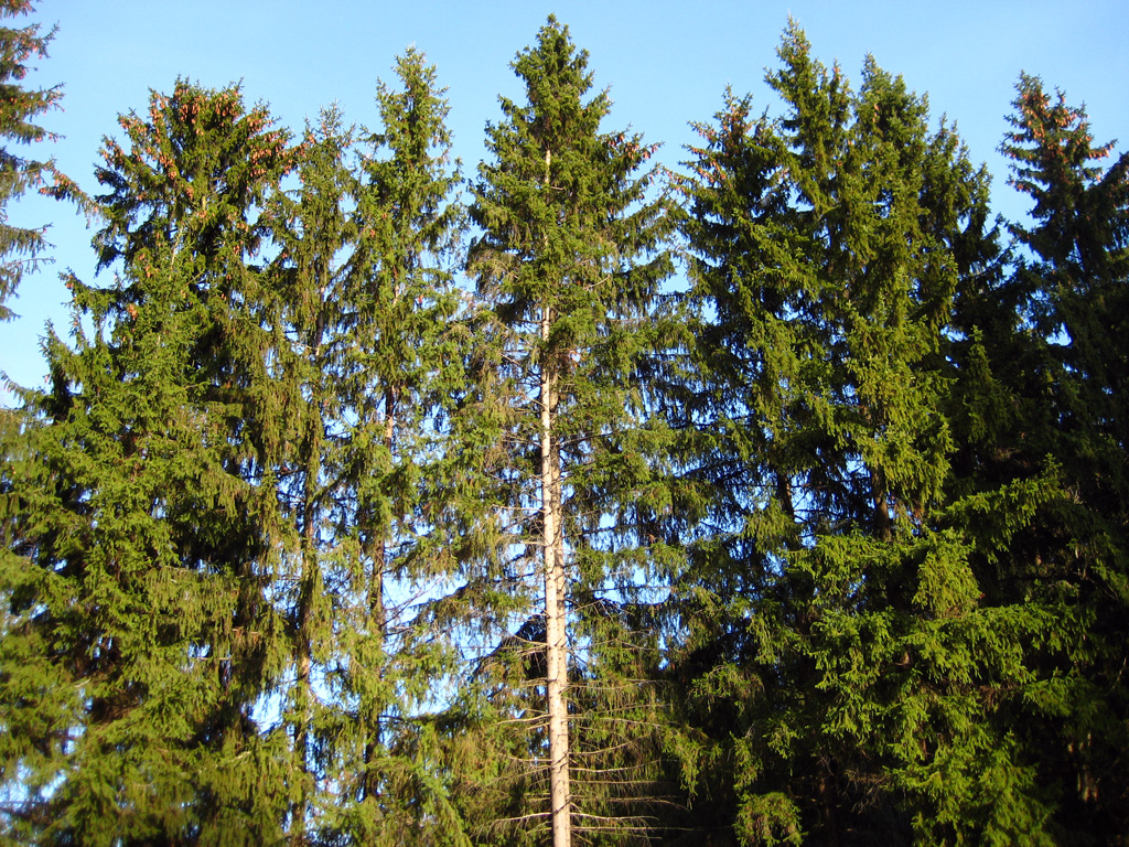 Norway spruce — Photographs 7
