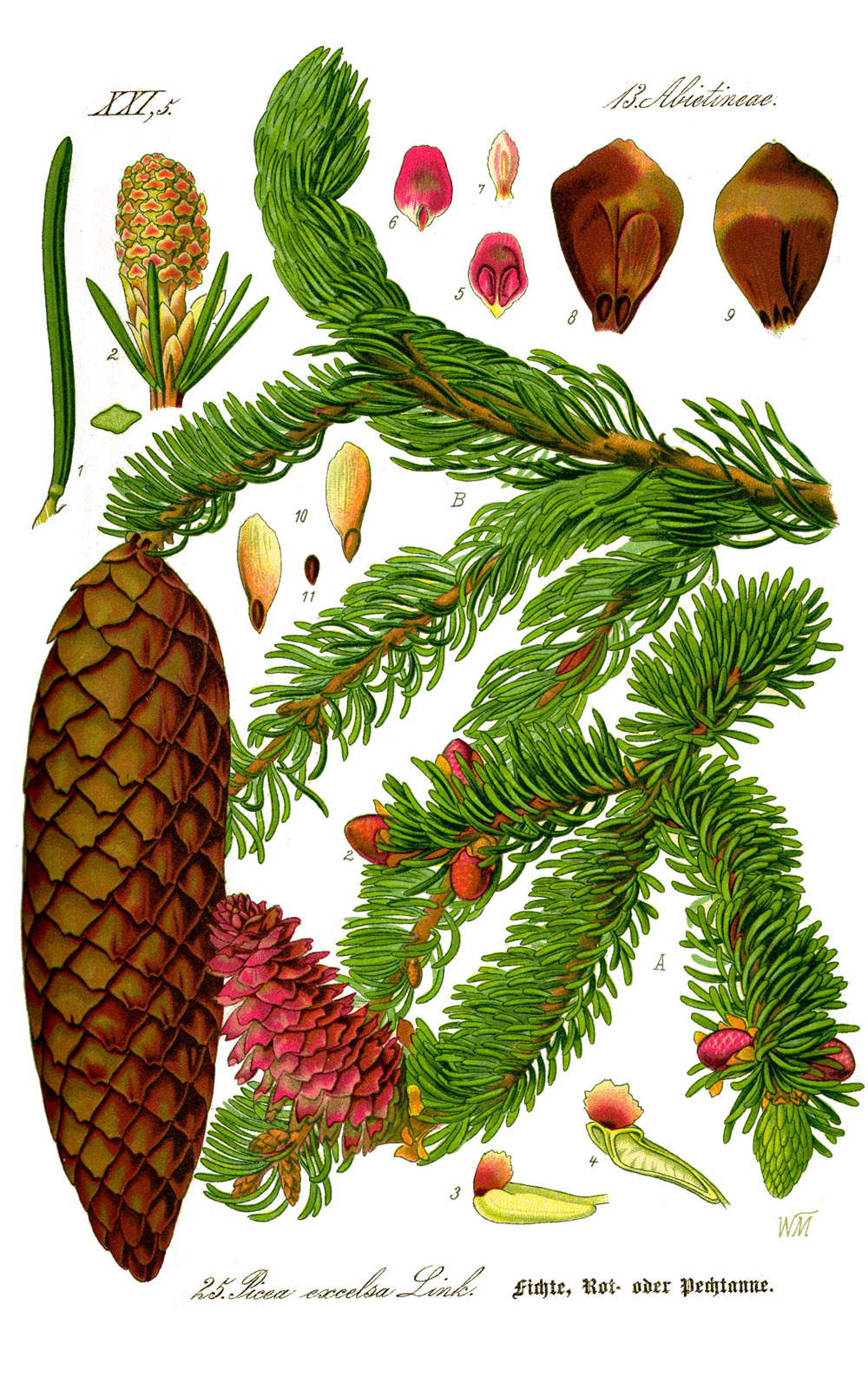Norway spruce — Photographs 8