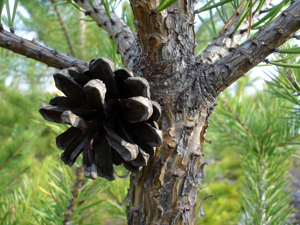 Сосна обыкновенная — Фотографии 7