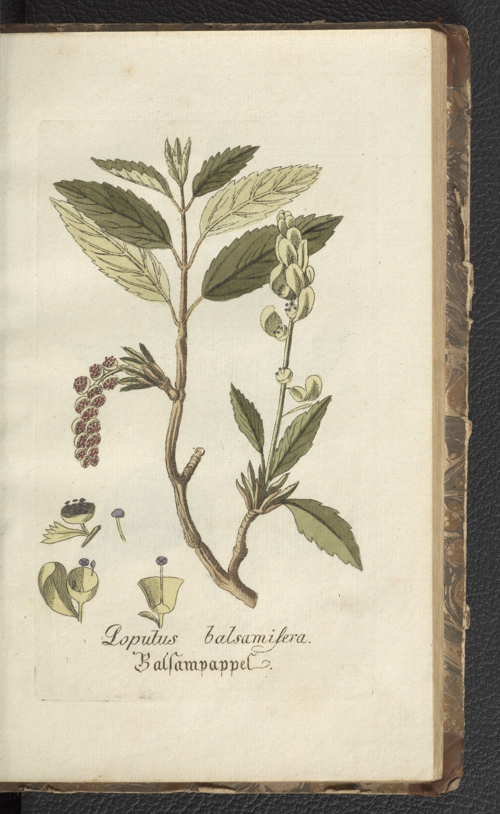 Balsam-Pappel — Fotos 2