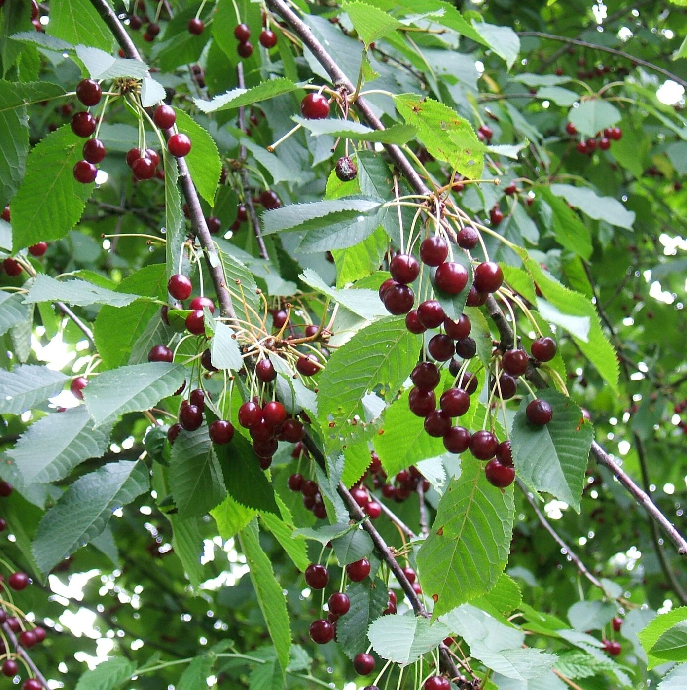 Wild cherry — Photographs 1