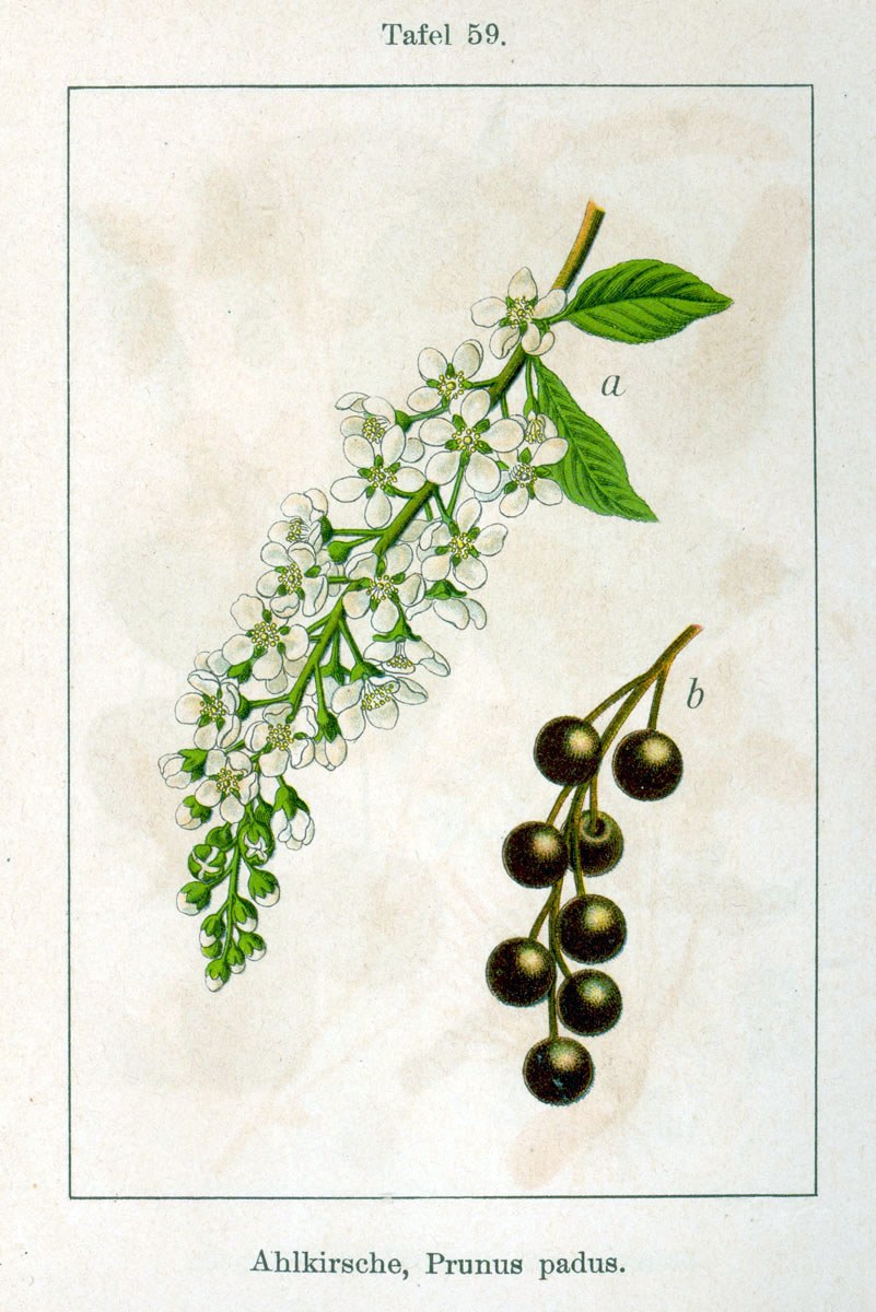 Wild cherry — Photographs 2