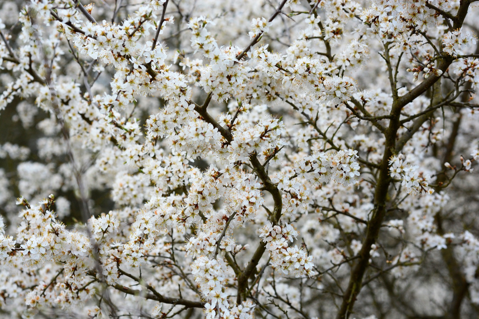 Blackthorn — Photographs 1