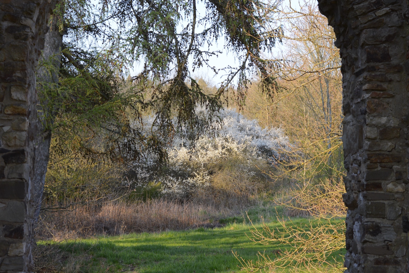 Blackthorn — Photographs 2