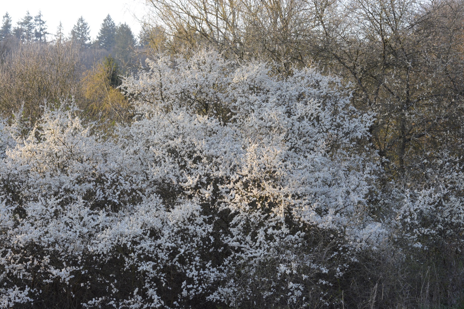 Blackthorn — Photographs 3