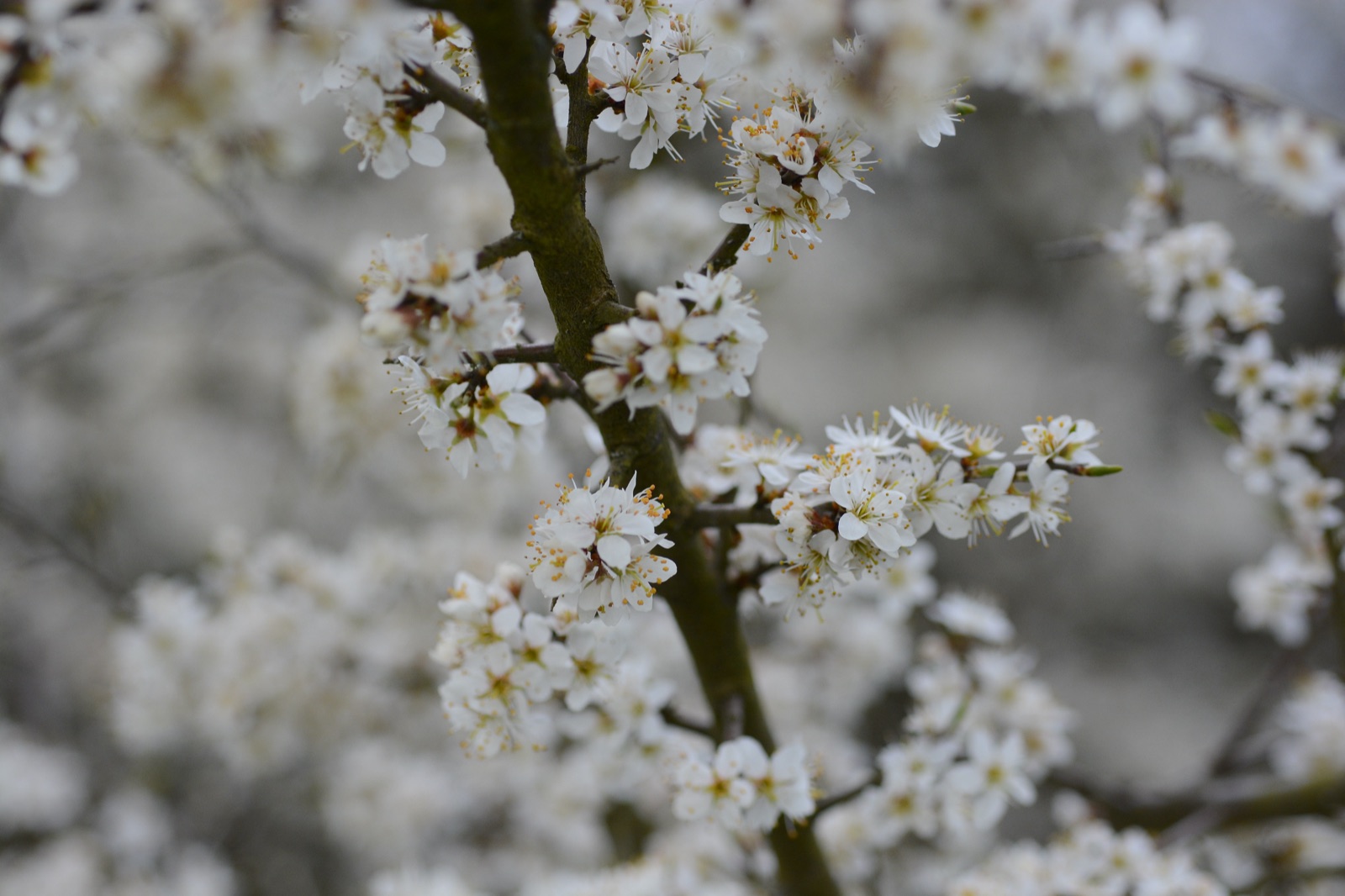 Blackthorn — Photographs 4