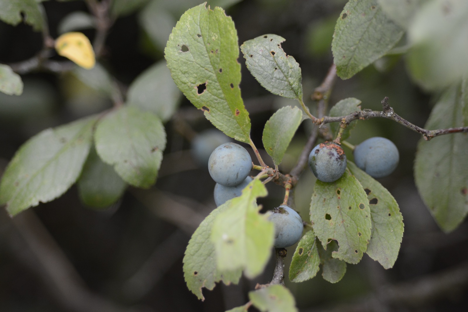 Blackthorn — Photographs 5