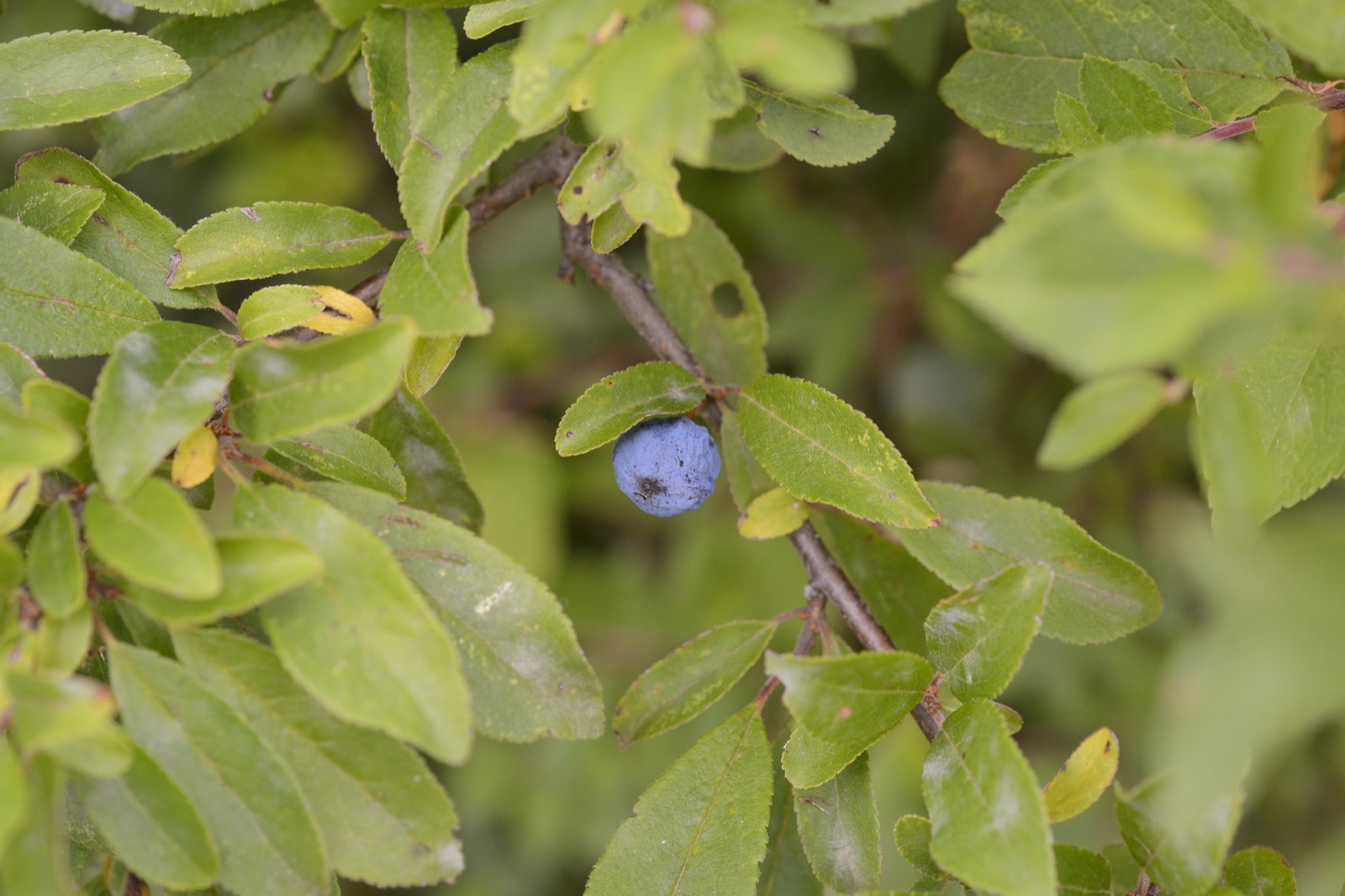 Blackthorn — Photographs 6