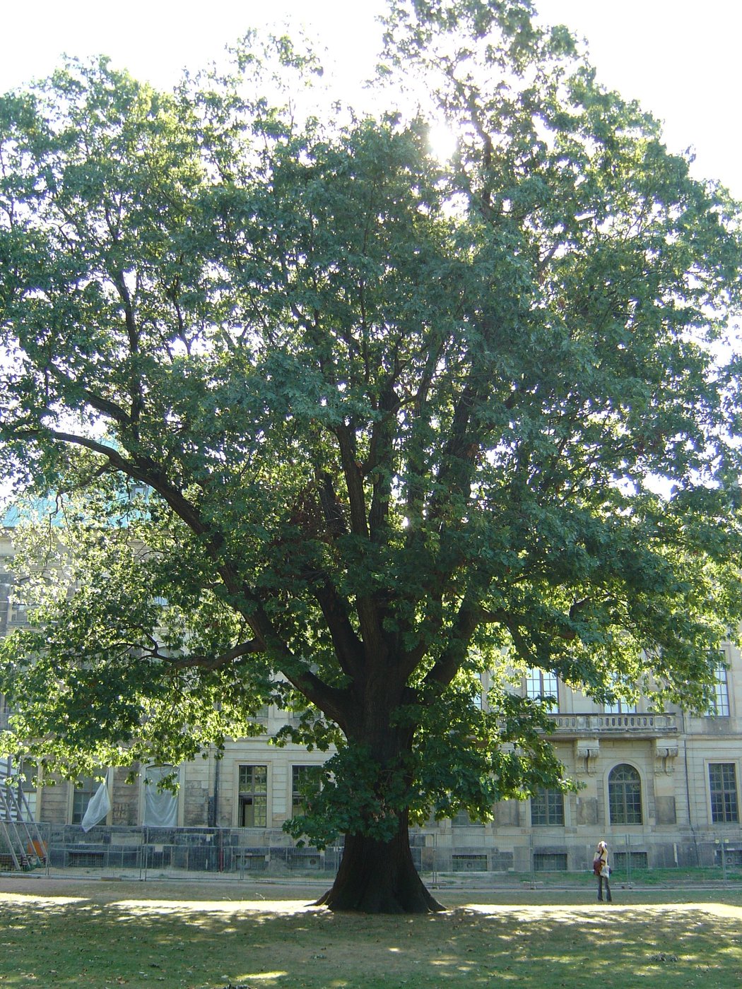 Northern red oak — Photographs 1