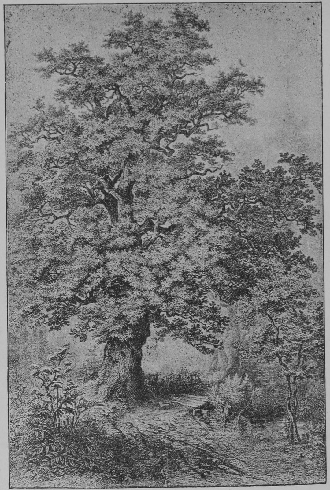 Northern red oak — Photographs 2
